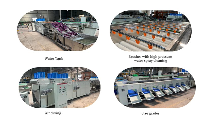 images/1717576092709eggplant processing machine.jpg